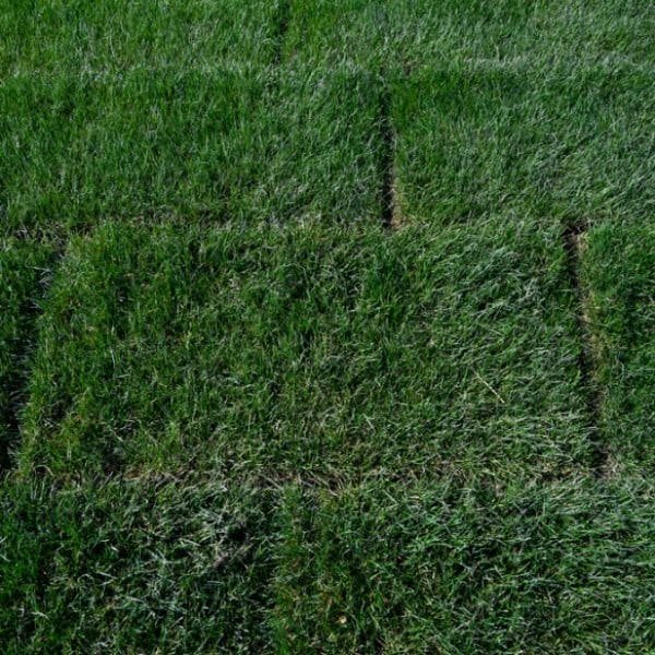 Fresh sod laid in strips over graded topsoil