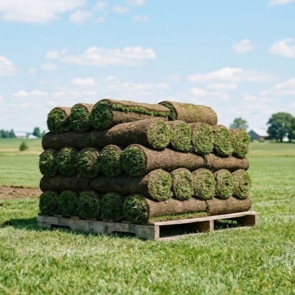 Lawn replaced with fresh sod in Waterloo