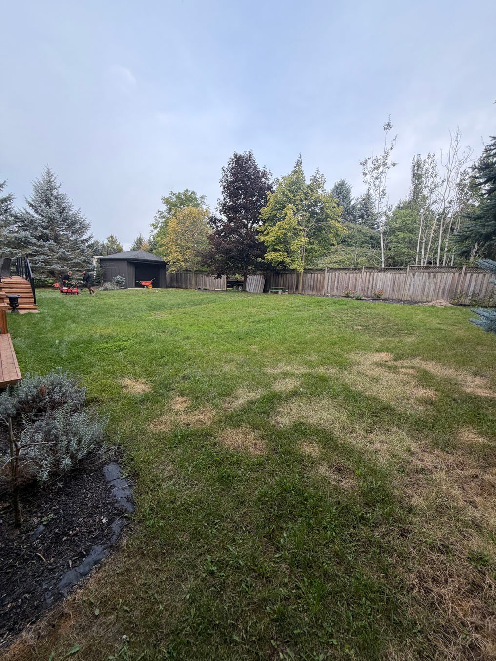 Backyard Lawn Before Re Sod Mannheim