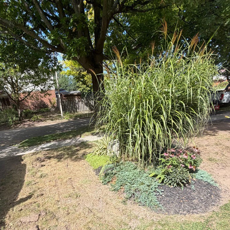 Island Bed Ornamental Grasses Waterloo