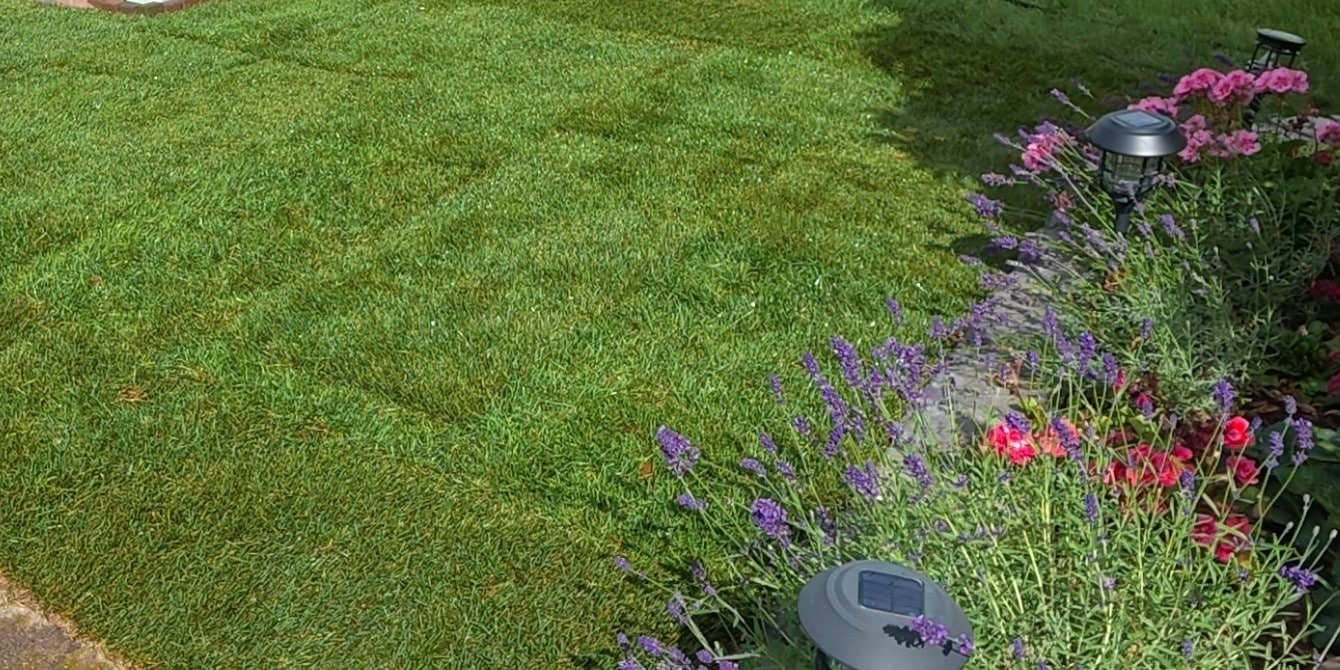 New Sod Beside Lavender Bed Cambridge