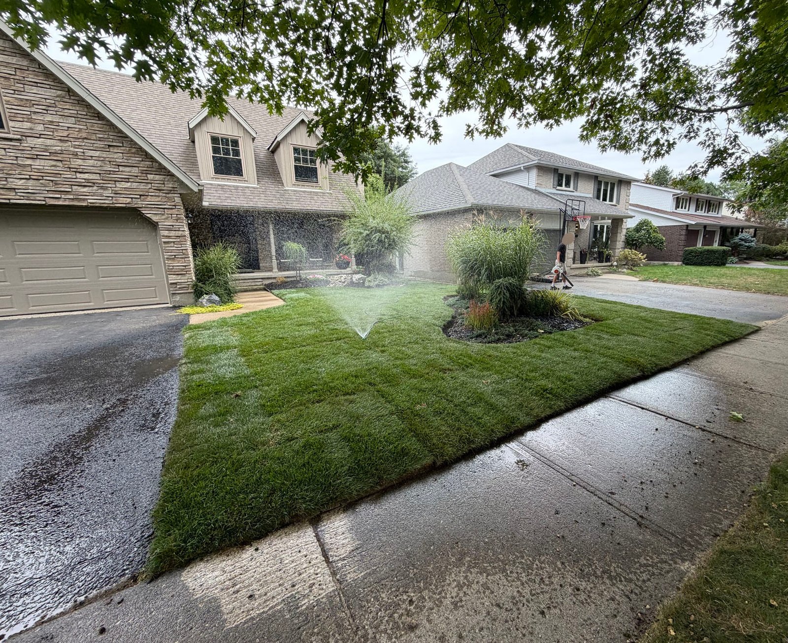 New Sod Front Lawn Under Oak Waterloo