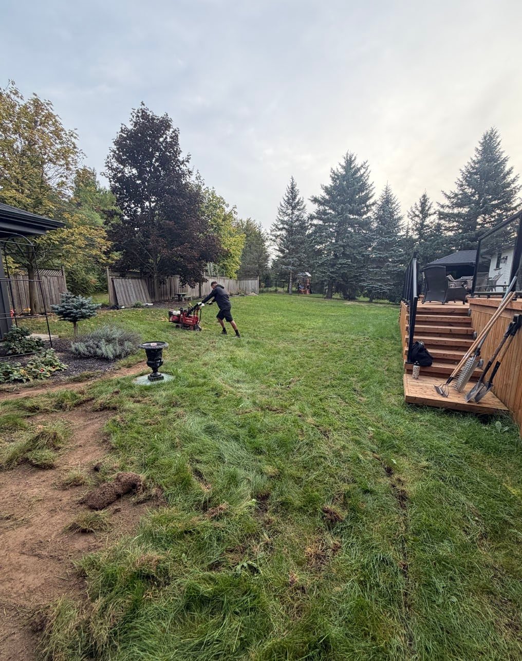 Sod Cutter Lifting Old Lawn Mannheim